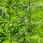CBD